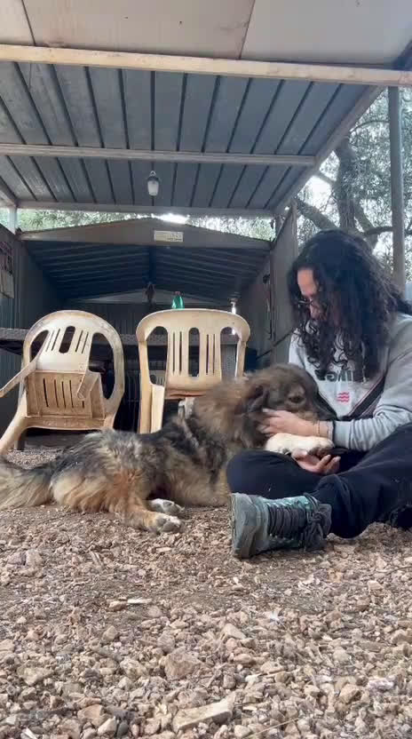 Pastore dei Carpazi cani in regalo: Max cerca casa. ottimo carattere a Ente di decentramento regionale di Udine - Video 2
