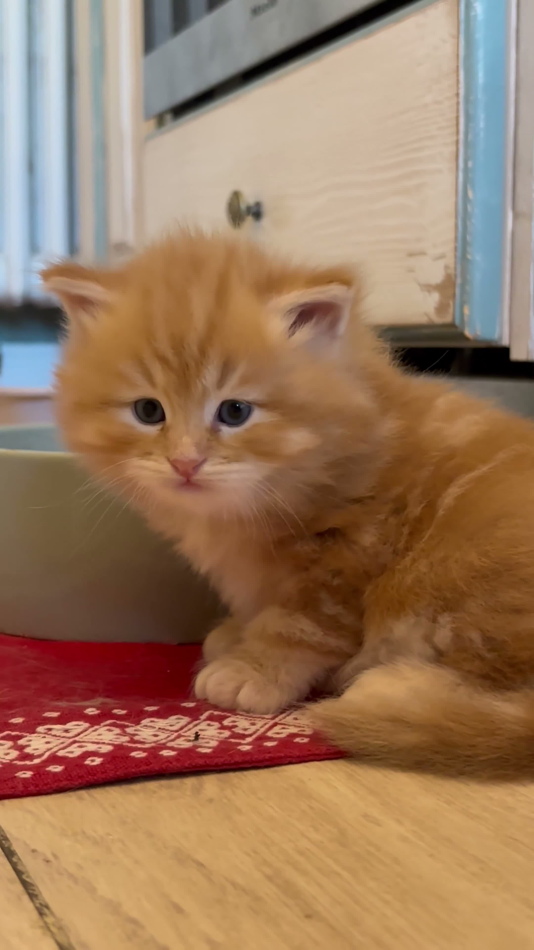 Siberiano gatti in vendita: SIBERIANO GATTINO IPOALLERGENICO - Video 2