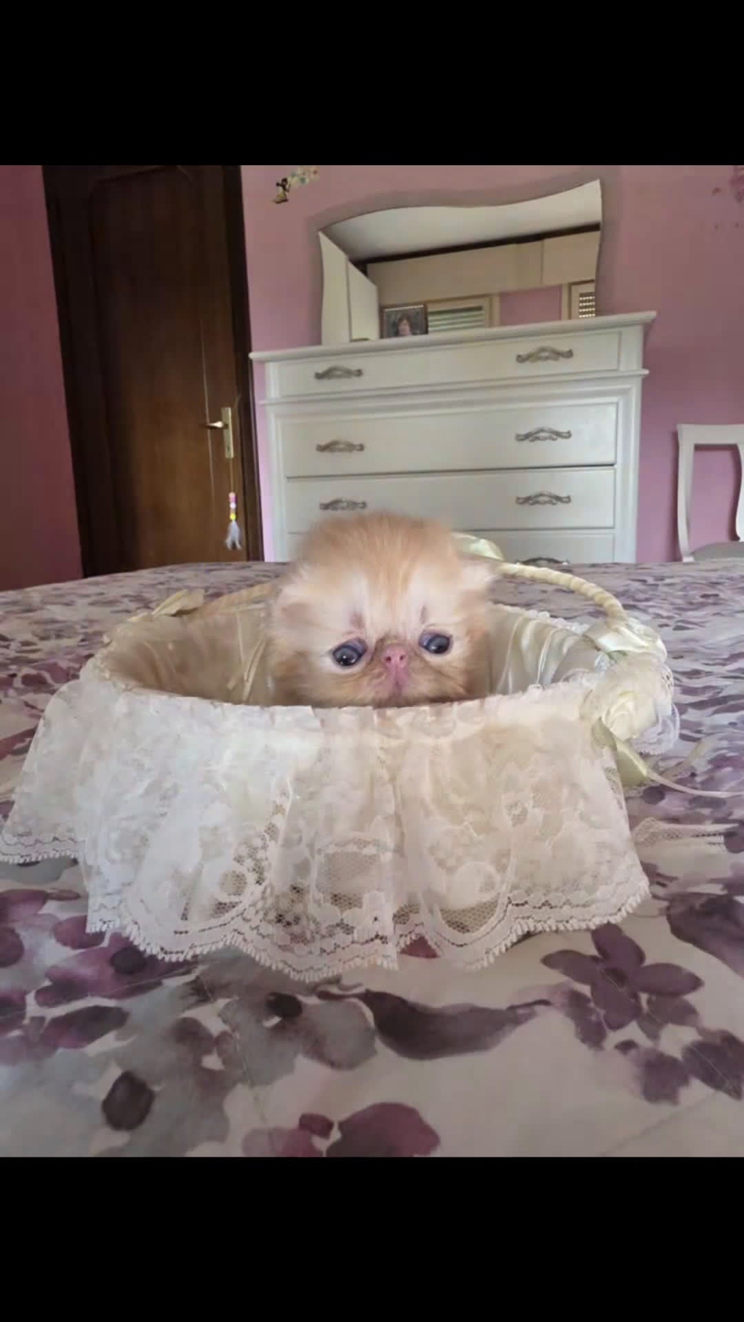 Persiano gatti in vendita: Gatto persiano  - Video 2