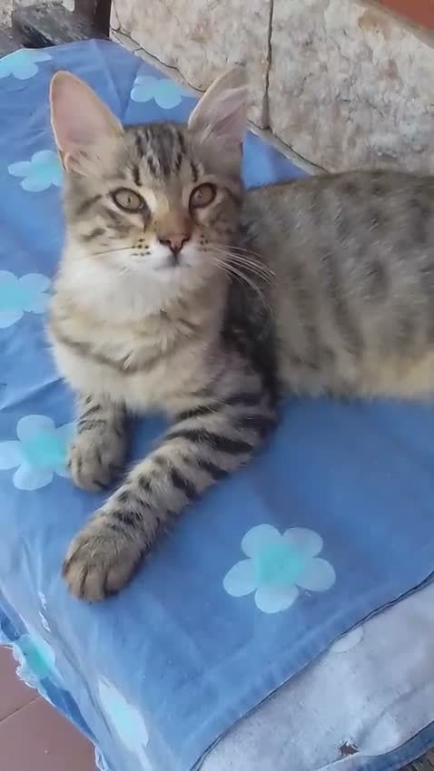 Europeo gatti in regalo:  MARTINO GATTINO TIGRATINO - Video 1
