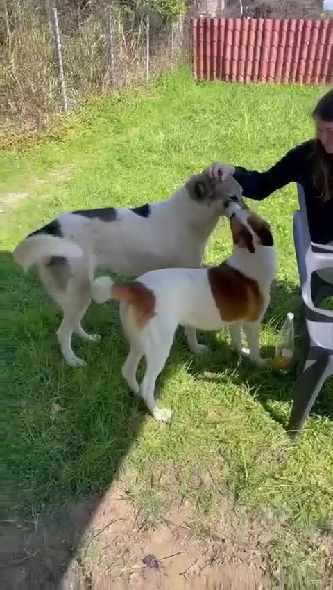 Meticcio cani in regalo: Miche: 2 anni, socievole e affettuoso  - Video 1