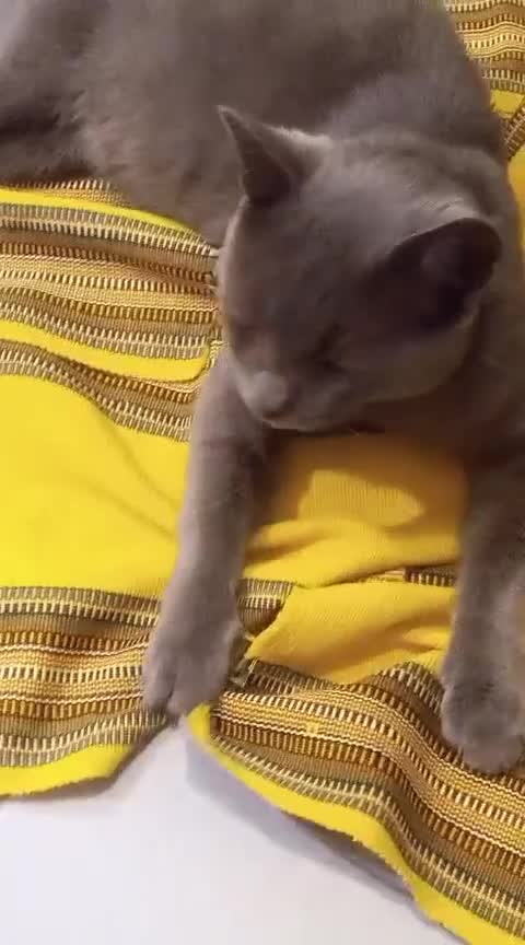 Certosino gatti in regalo: SASA SIMILCERTOSINO   CERCA CASA - Video 1