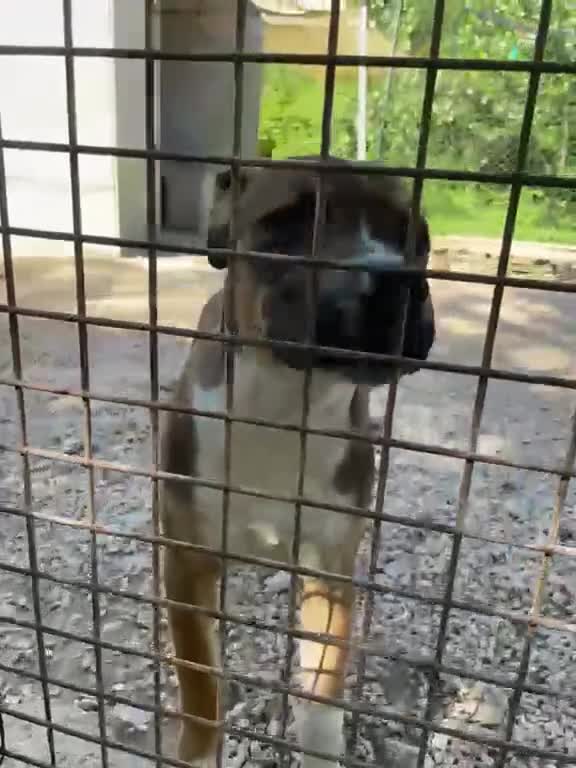Meticcio cani in regalo: SIMPATICO MUSETTO DA AMARE - Video 2