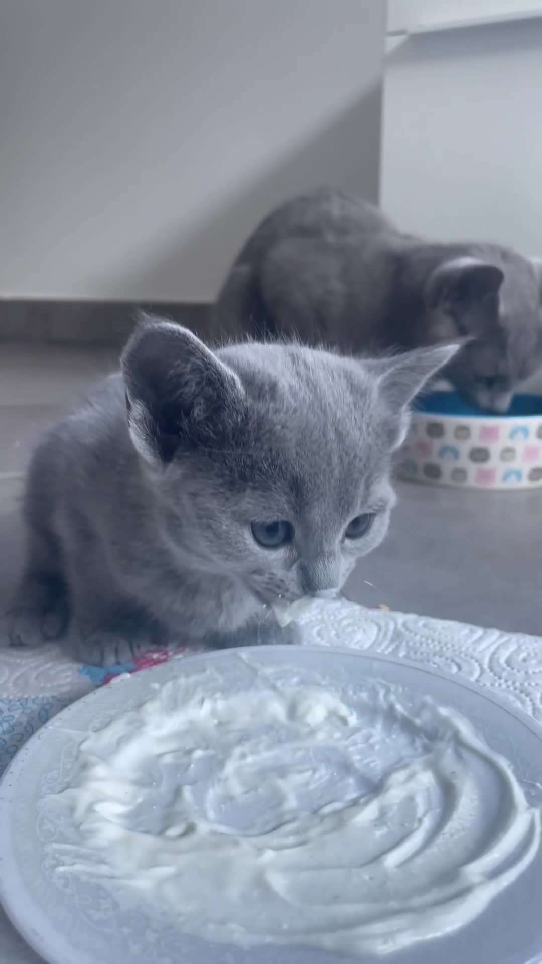 Blu di Russia gatti in vendita: Cuccioli Blu di Russia, allevamento Como e Milano  - Video 1