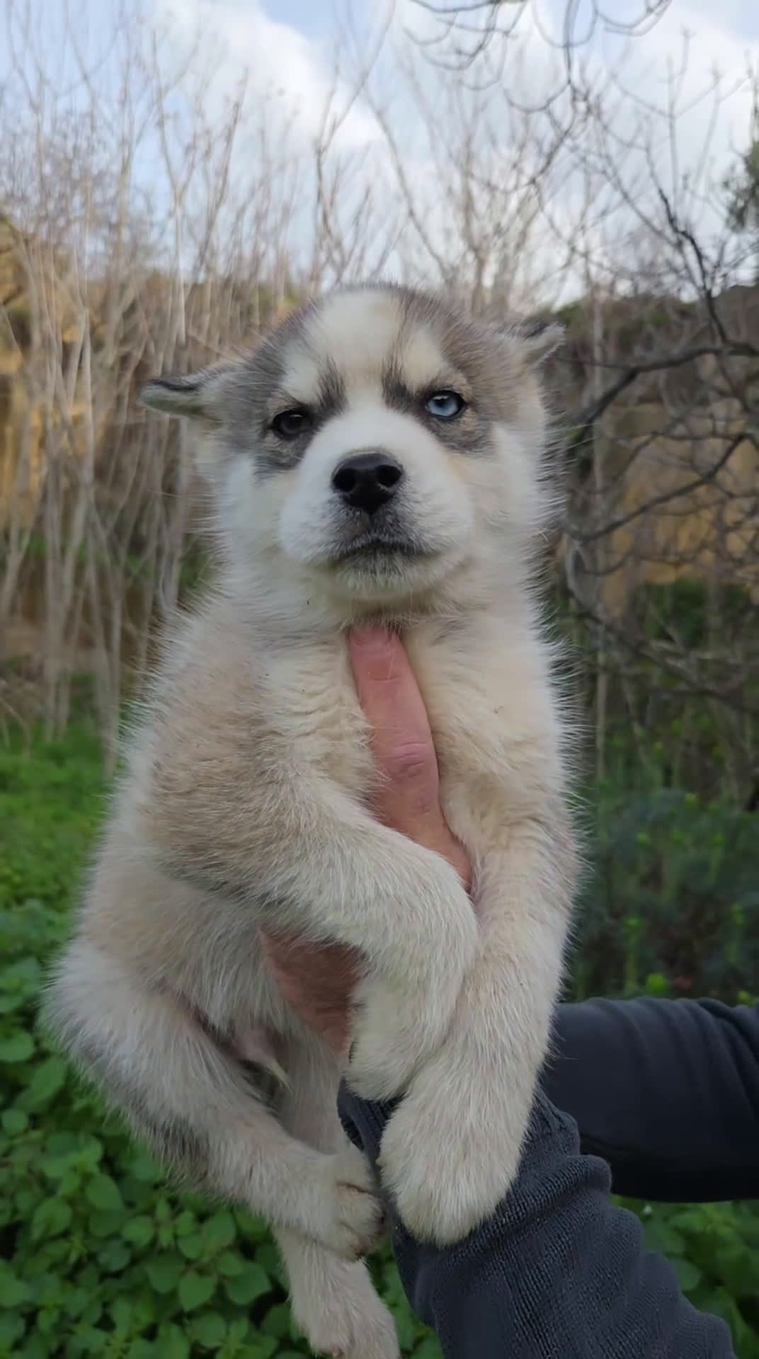 Husky cani in vendita: Cucciolo Siberian Husky  - Video 1