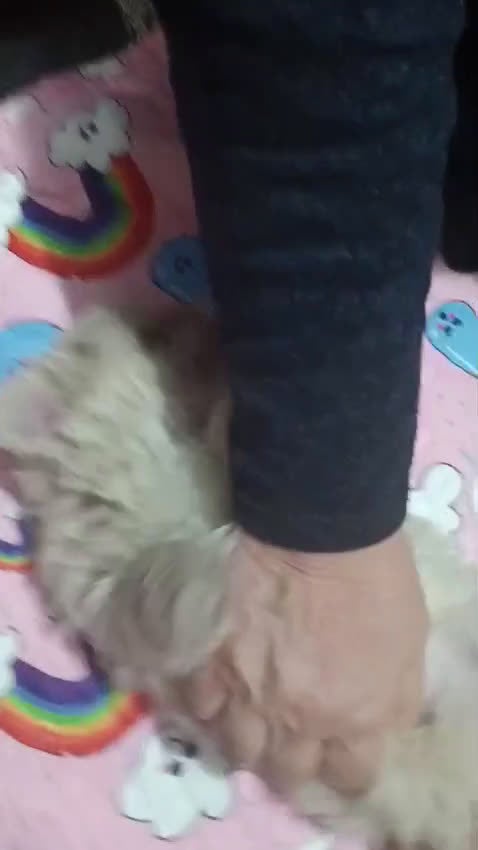 Maltese cani in vendita: Maltese cucciolo genitori con pedigree ENCI - Video 1