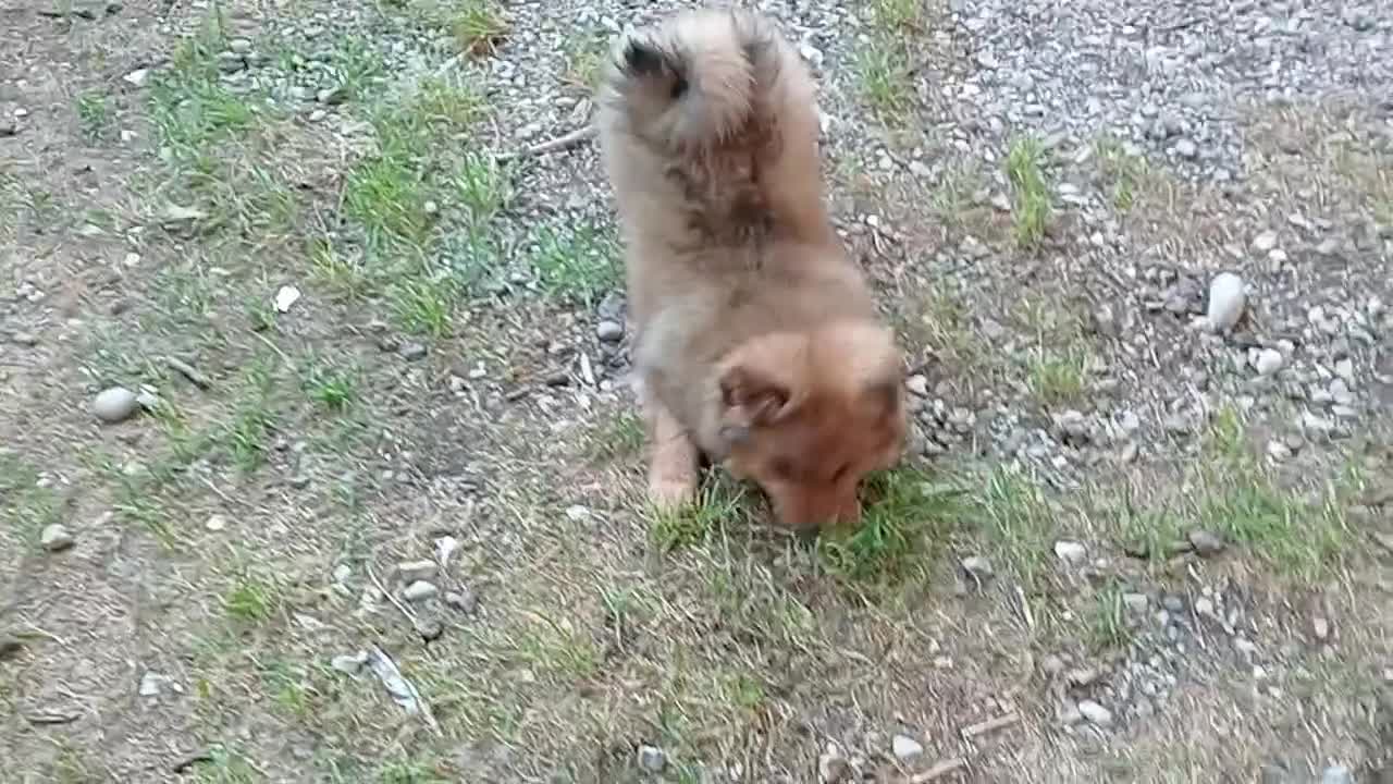 Spitz cani in vendita: Spitz piccolo volpino  - Video 1