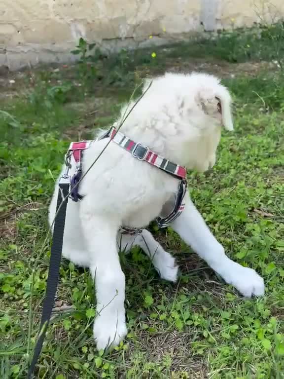Meticcio cani in regalo: Tenero Romolo  - Video 1
