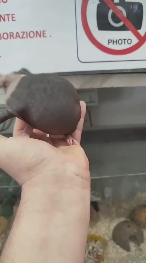 Meticcio cani in vendita: Cavia peruviana skinny  a Città metropolitana di Roma Capitale - Video 1