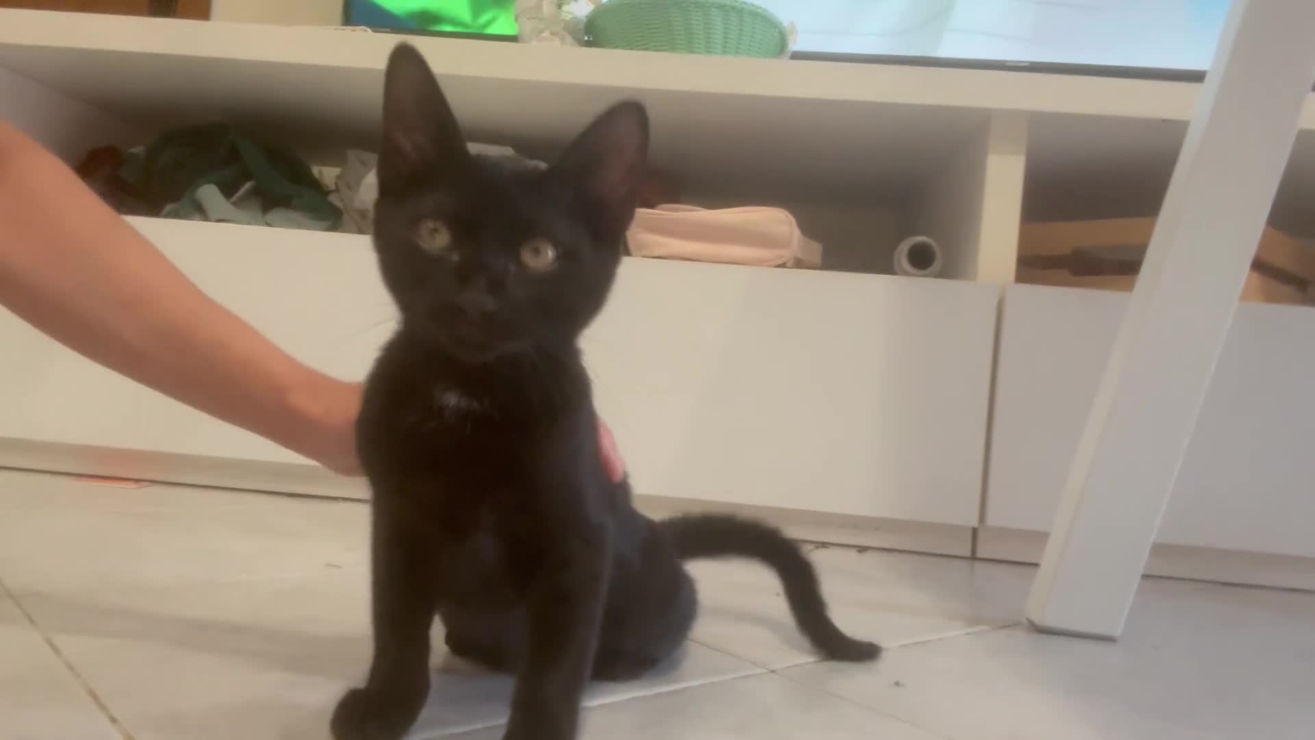 Altre razze gatti in vendita: Gattini🩷🩷🩷🩵 REGALO. Toscana🤍 - Video 4
