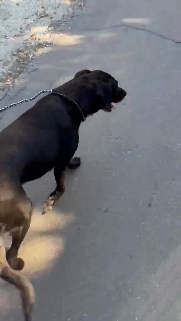Meticcio cani in regalo: BELLA 🩷 adesso merita di essere scelta 😍 - Video 1