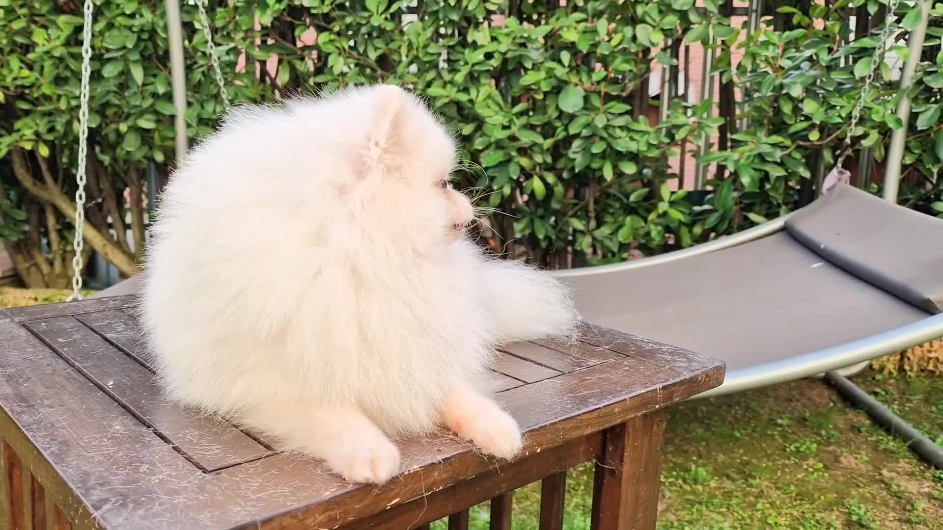 Spitz cani in regalo: Spitz di Pomerania NANO  - Video 1