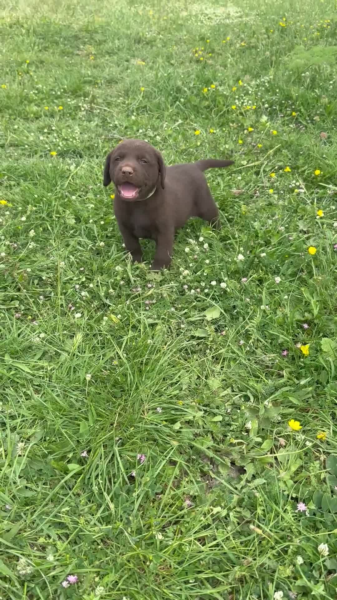 Labrador cani in vendita: Cuccioli Labrador  - Video 4