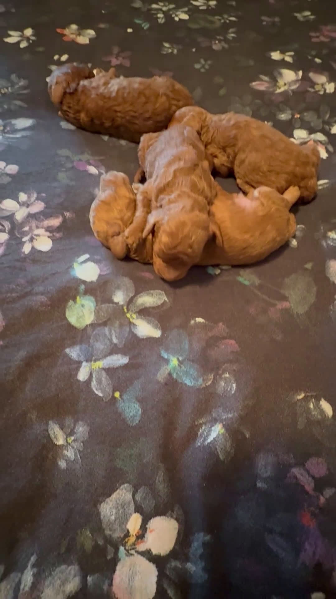 Barboncino cani in vendita: Barboncini nanetti 🐩🐩🐩 - Video 1