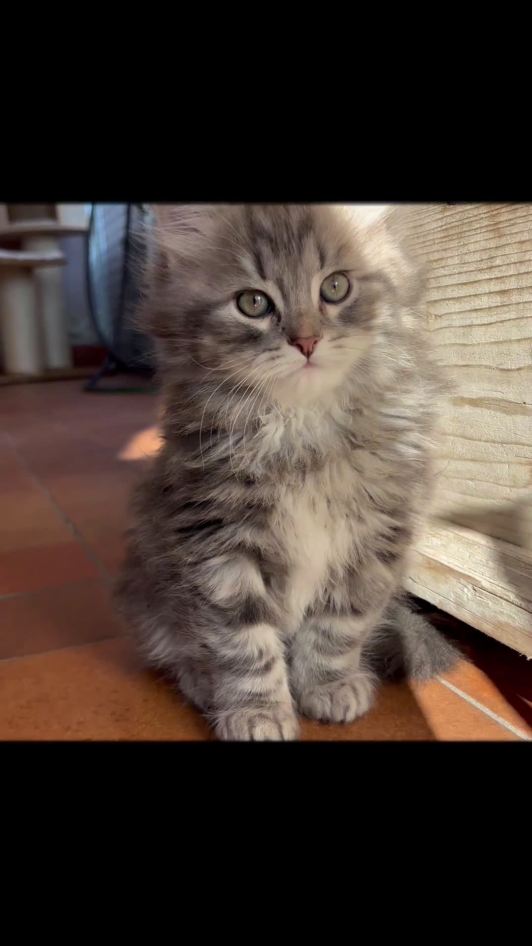 Siberiano gatti in vendita: Siberiano gattino ipoallergenico - Video 1