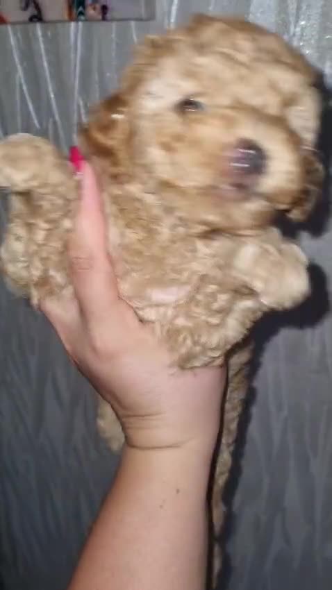 Barboncino Toy cani in vendita: Barboncino  - Video 1