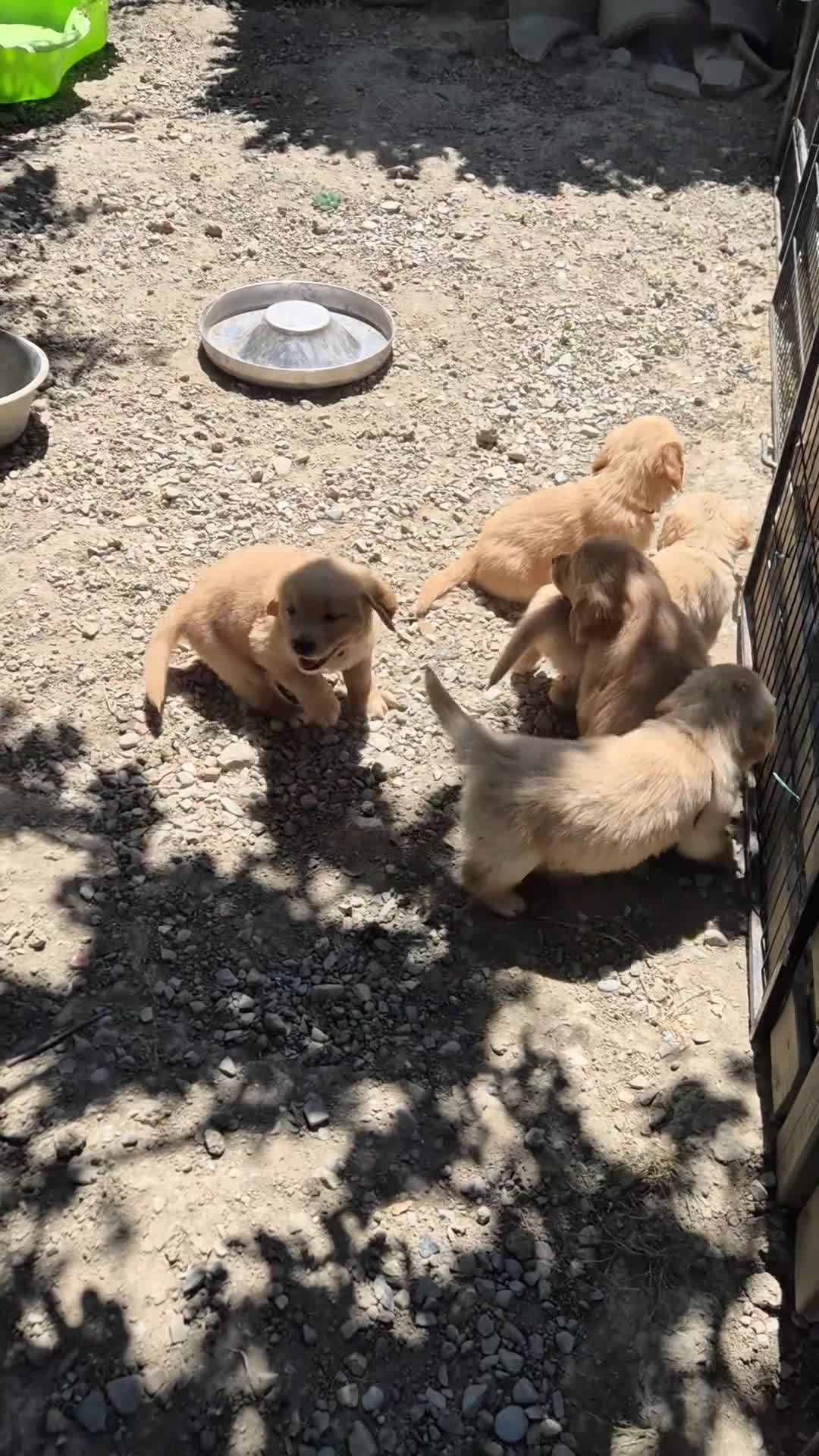 Golden Retriever cani in vendita: Allevamento professionale  cucciolata inglese - Video 1