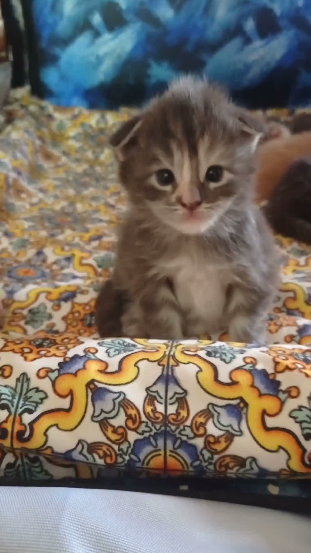 Maine Coon gatti in vendita: Vendita cuccioli Maine coon black Silver tabby a Provincia di Pisa - Video 1