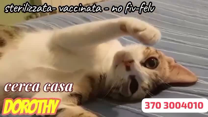 Europeo gatti in regalo: DOROTHY DOLCISSIMA GATTINA - Video 1