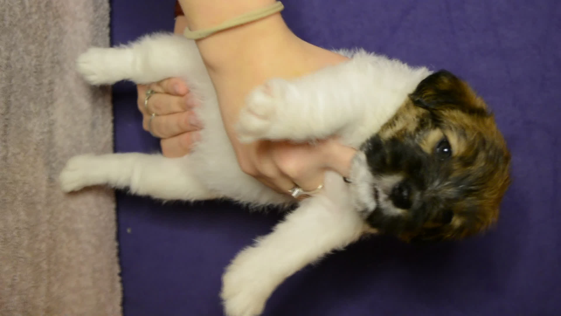 Jack Russell cani in vendita: ultimi cuccioli Jack russell terrier a pelo duro - Video 2