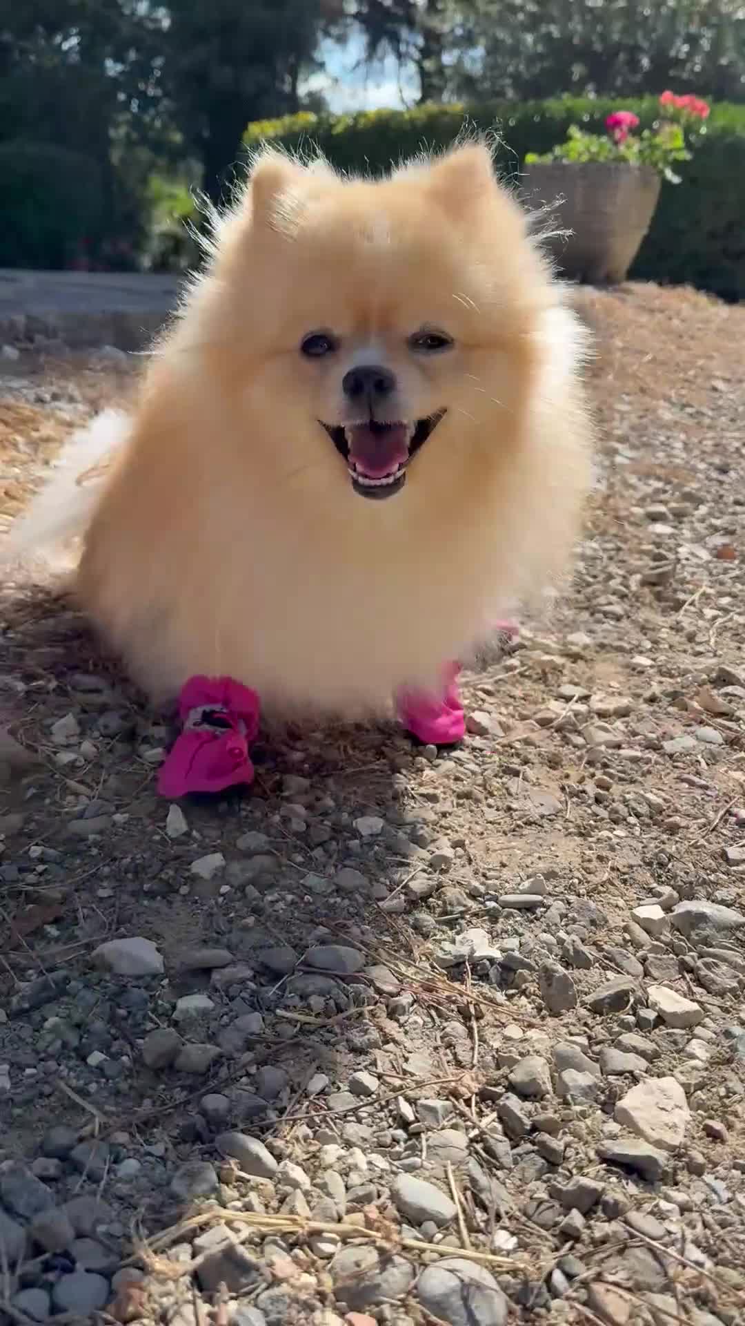 Spitz cani in vendita: Splendidi esemplari di Spitz Pomerania di 2 anni a Città Metropolitana di Bologna - Video 1