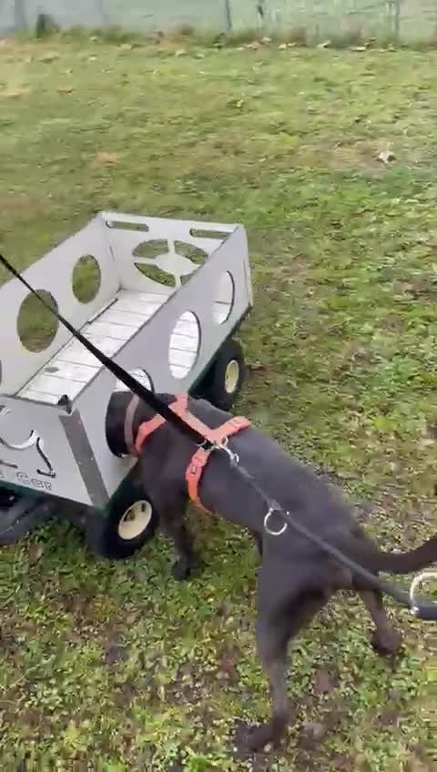 Meticcio cani in regalo: MAX CERCA CASA - Video 2