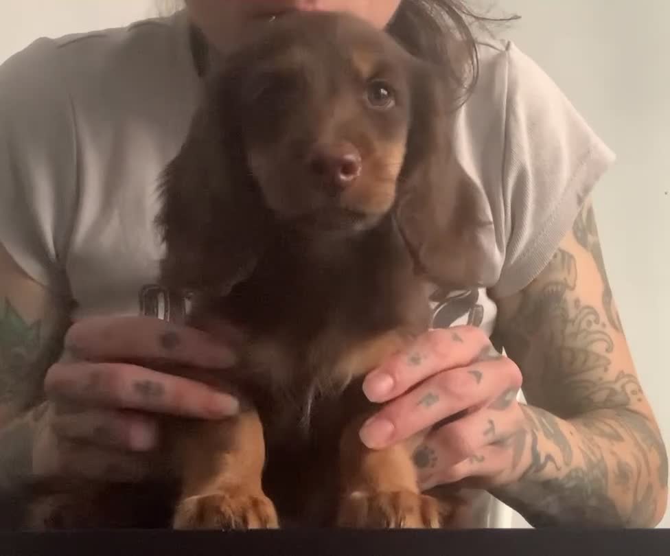 Bassotto cani in vendita: Bassotto pelo lungo - Video 1