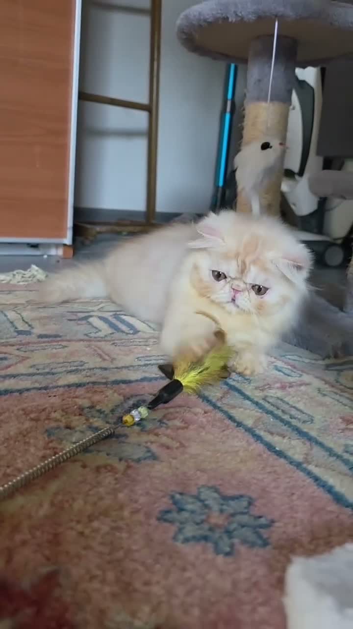 Persiano gatti in vendita: Cucciolo persiano  - Video 1