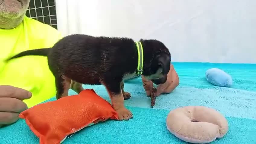 Meticcio cani in regalo: Cuccioli mix Pastore Tedesco, neanche 2 mesi  - Video 1