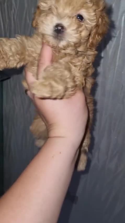 Barboncino Toy cani in vendita: Barboncino  - Video 3