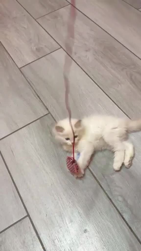 Ragdoll gatti in vendita: cuccioli ragdoll disponibili - Video 2