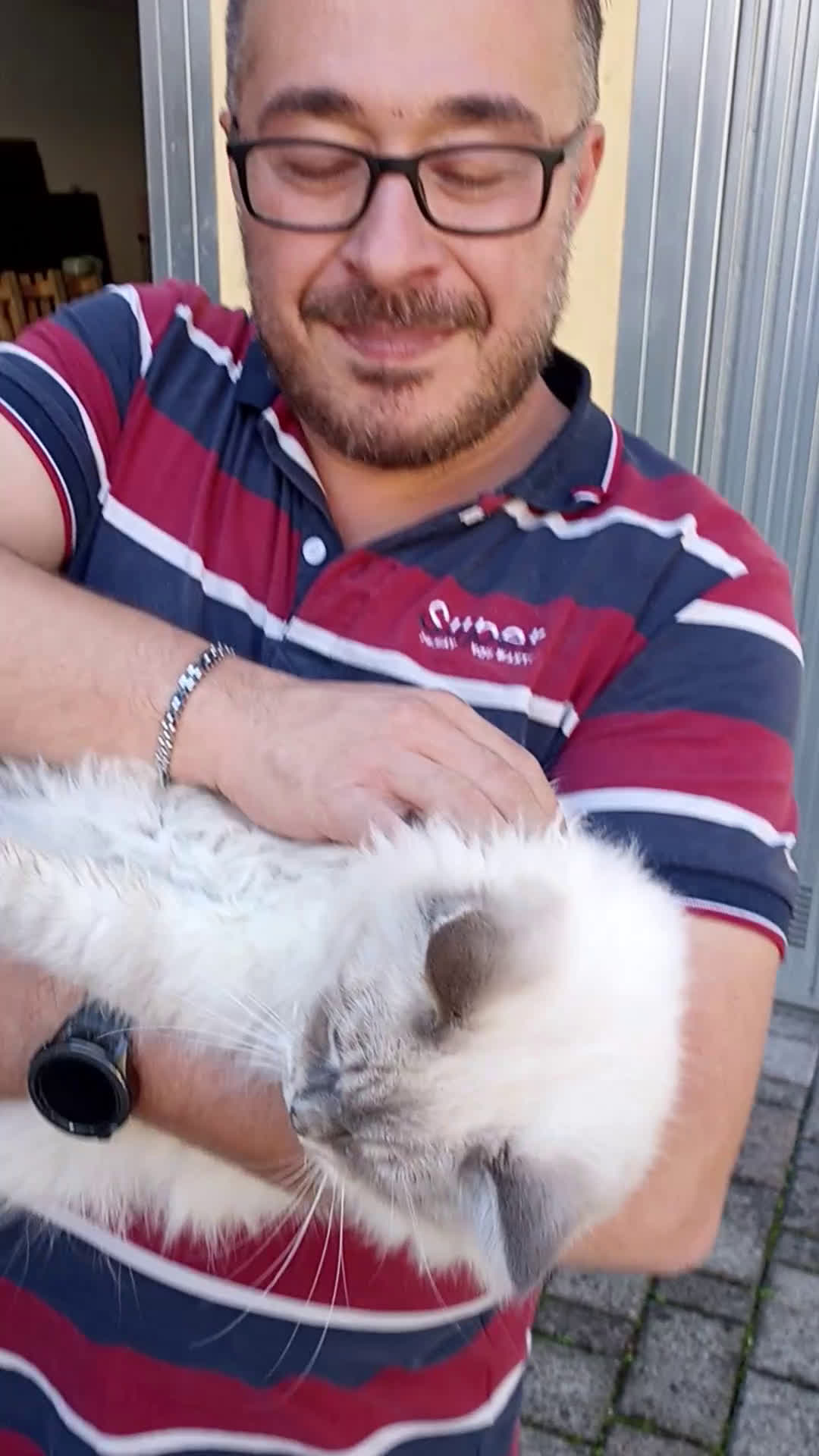 Siberiano gatti in vendita: Gatti siberiani  - Video 3