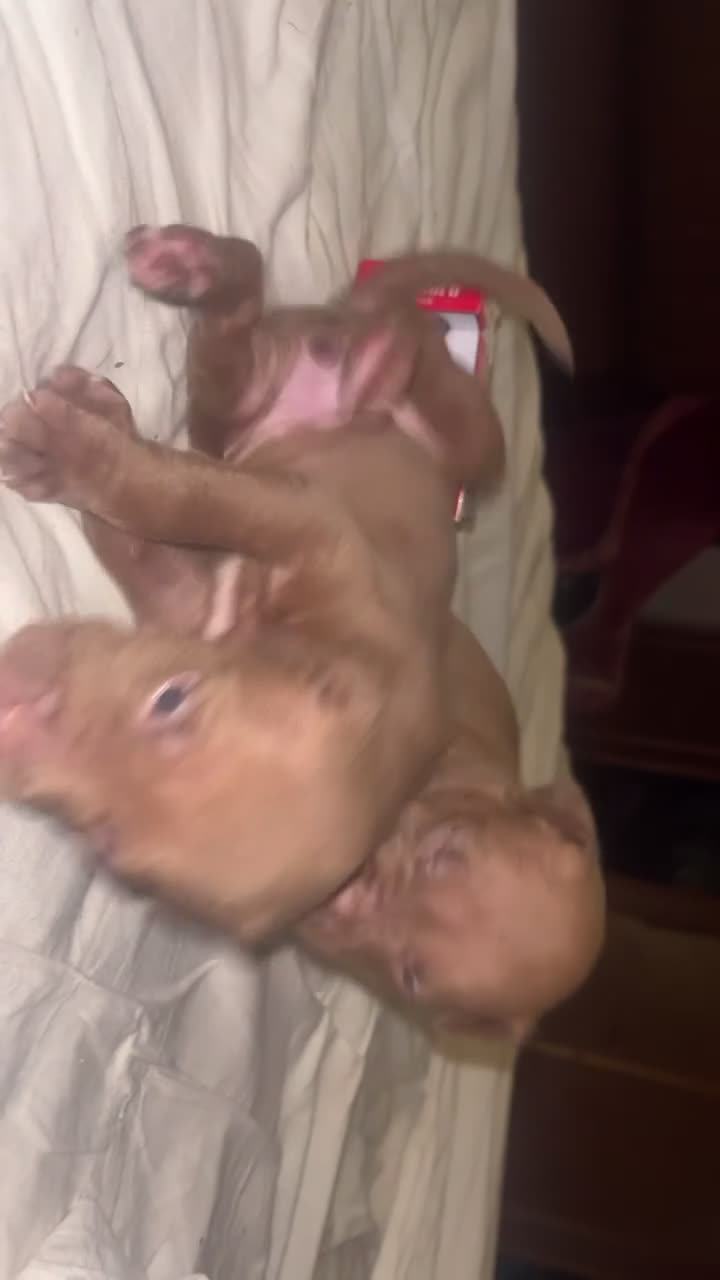 Pitbull cani in vendita: CUCCIOLI PITBULL  a Provincia di Pescara - Video 1
