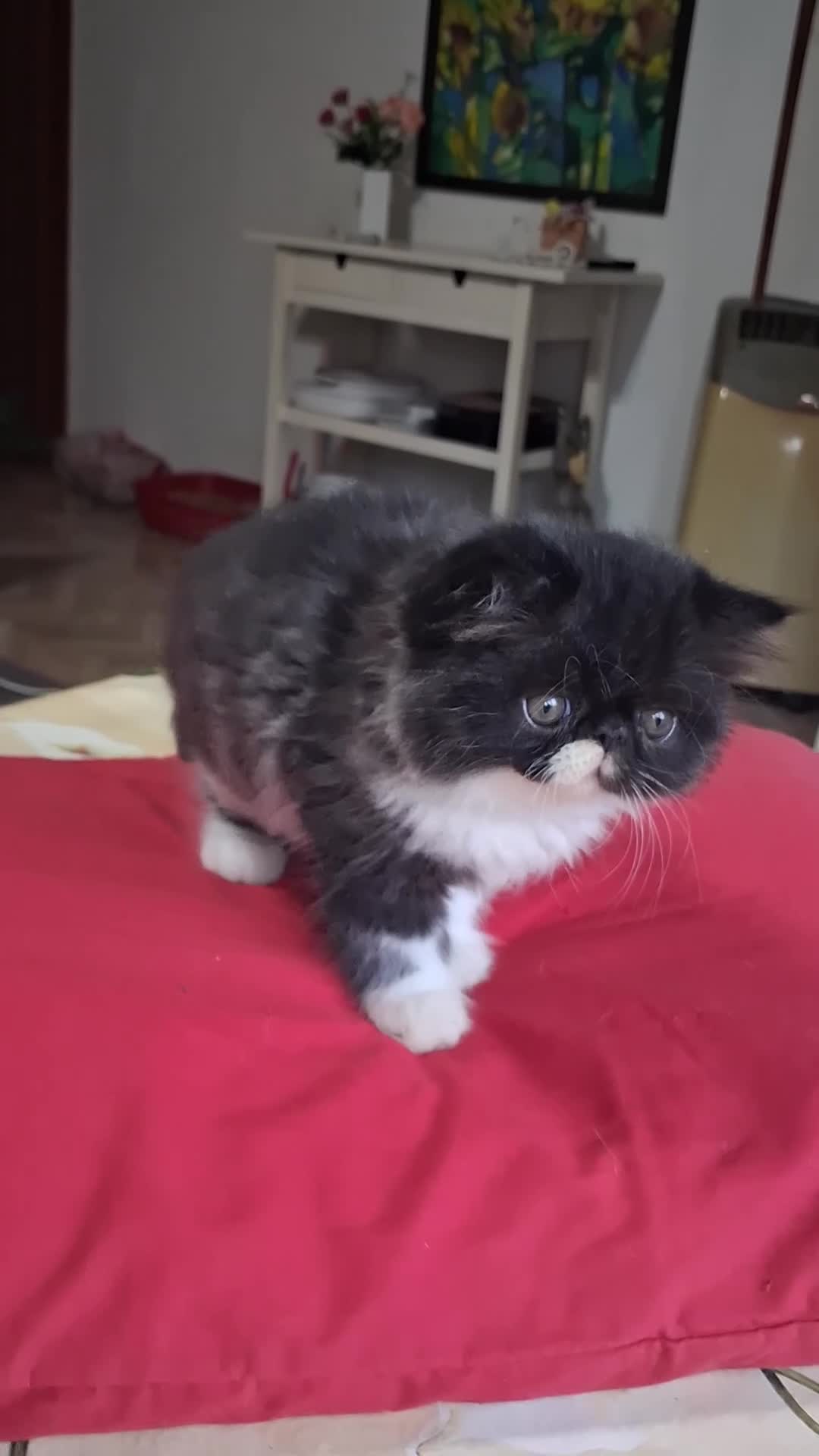 Persiano gatti in vendita: Ciccioli persiani bianchi e neri - Video 1