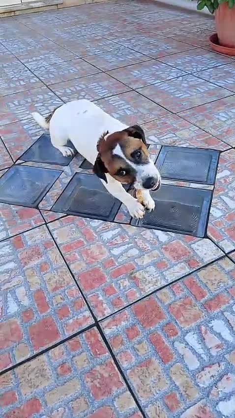 Jack Russell cani in vendita: Jack Russell  a Città metropolitana di Palermo - Video 1