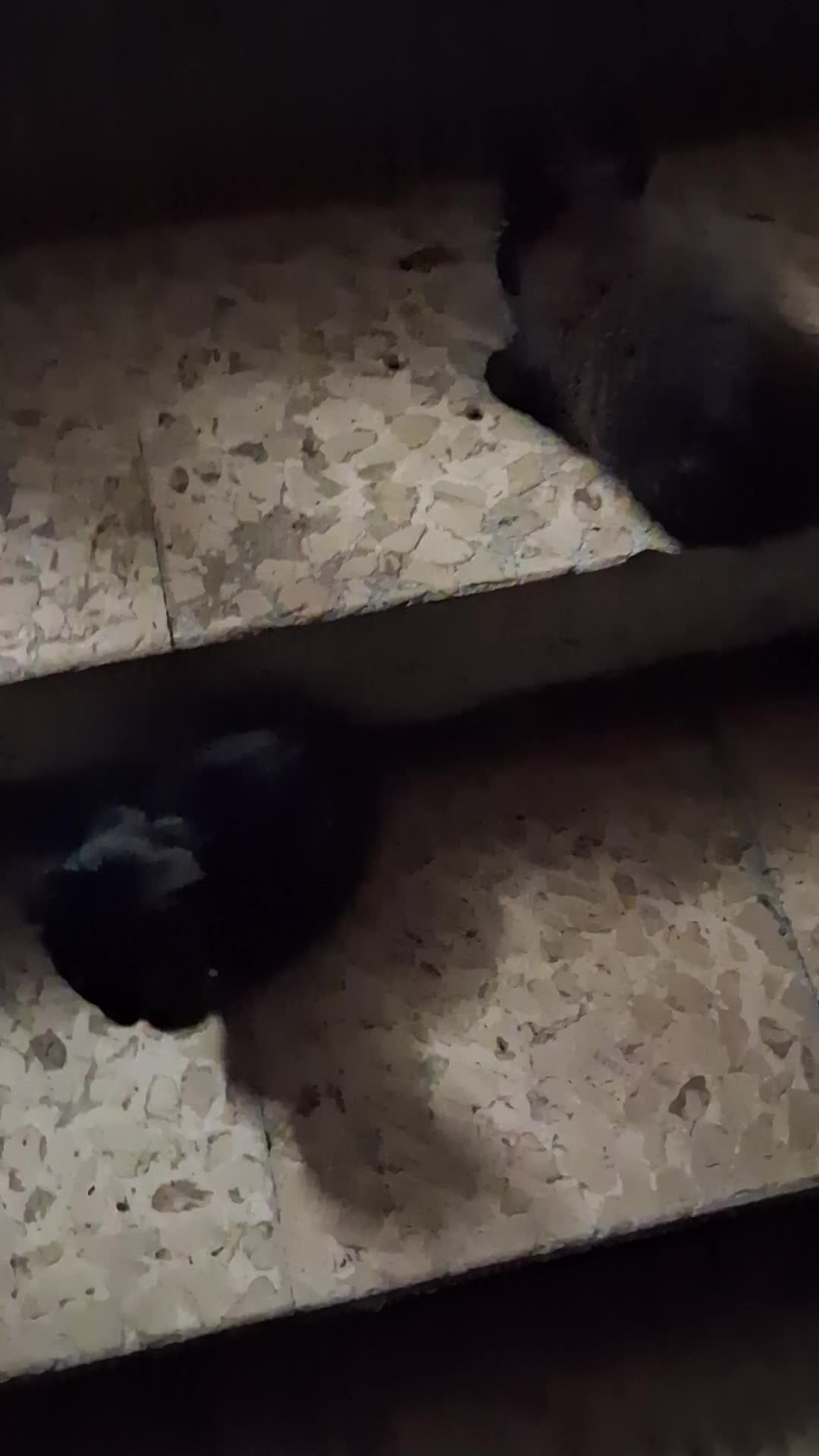 Meticcio gatti in regalo: Due batuffoli di seta nera cercano casa - Video 1