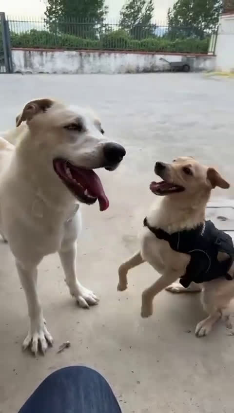 Meticcio cani in regalo: Nuage: cucciolona taglia media socievole  a Città Metropolitana di Genova - Video 1