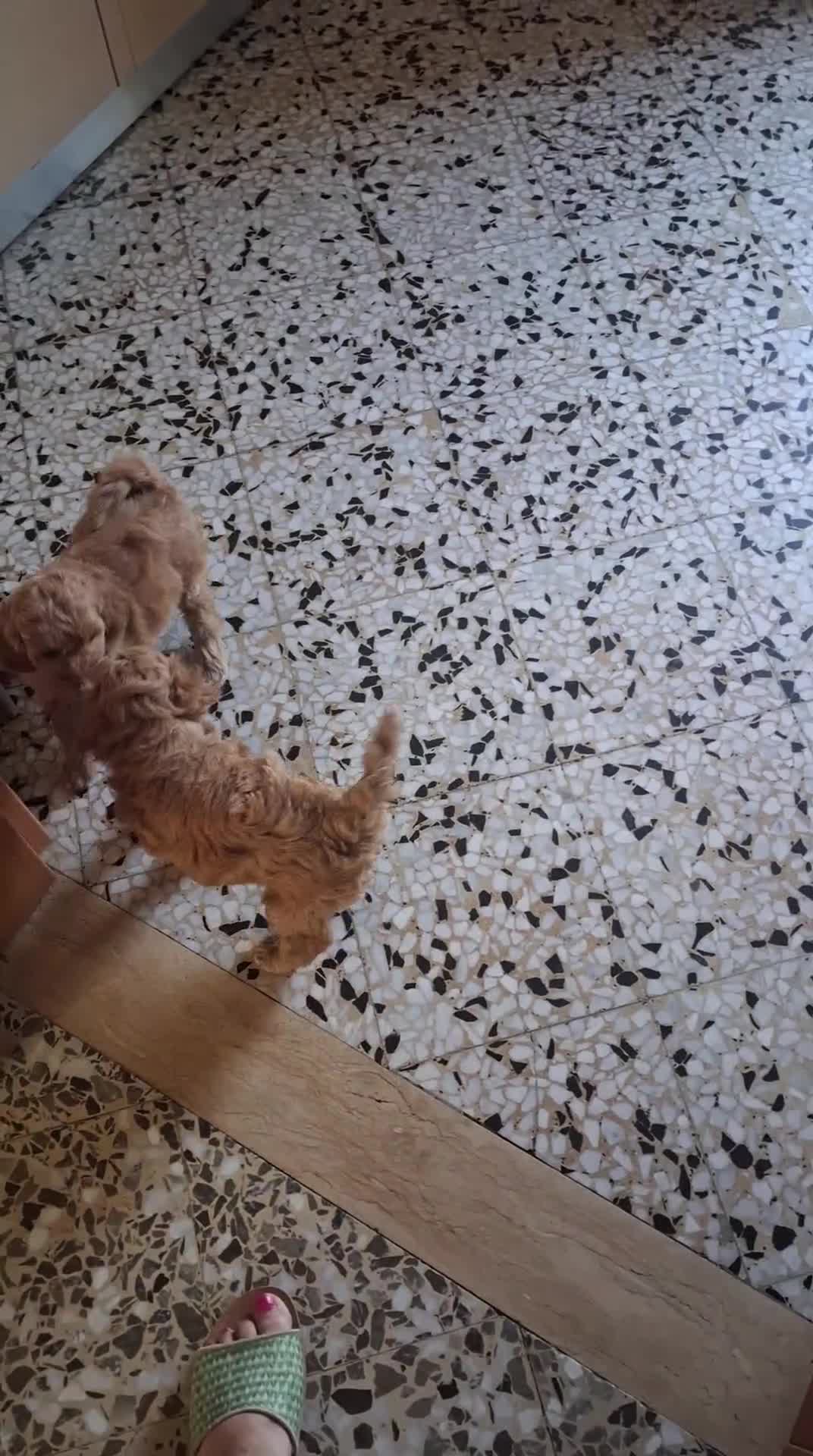 Barboncino Toy cani in vendita: Barboncini Toy disponibili  - Video 1