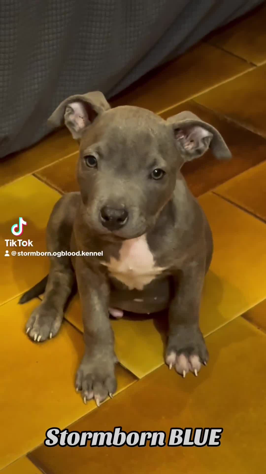 Pitbull cani in vendita: Cucciolo Pit Bull Blue con pedigree anche a rate - Video 1