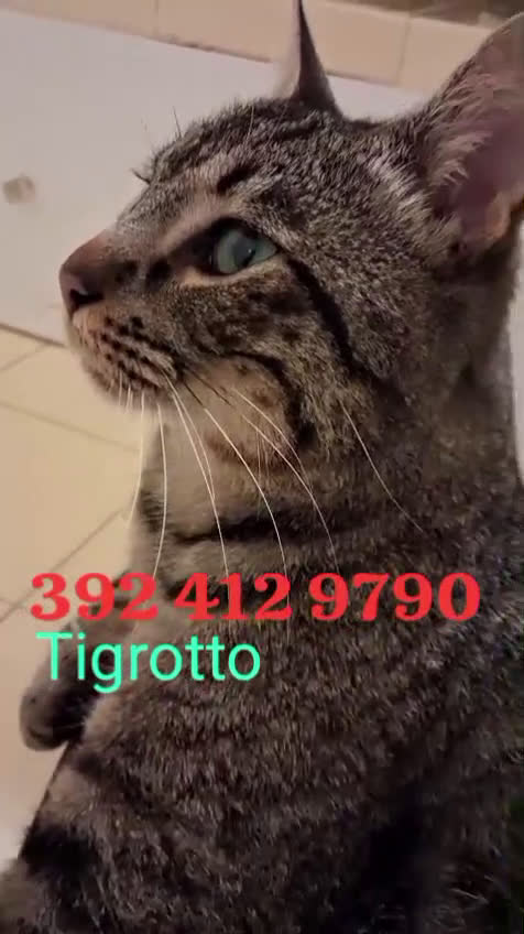 Europeo gatti in regalo: TIGROTTO - Video 1