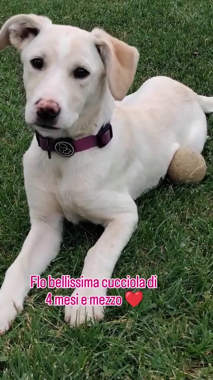 Meticcio cani in regalo: Flo cucciola di 4 mesi cerca casa - Video 1