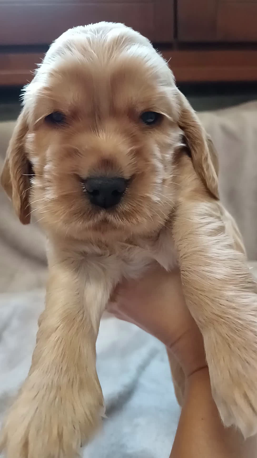 Cocker cani in vendita: Cuccioli Cocker Spaniel  - Video 3