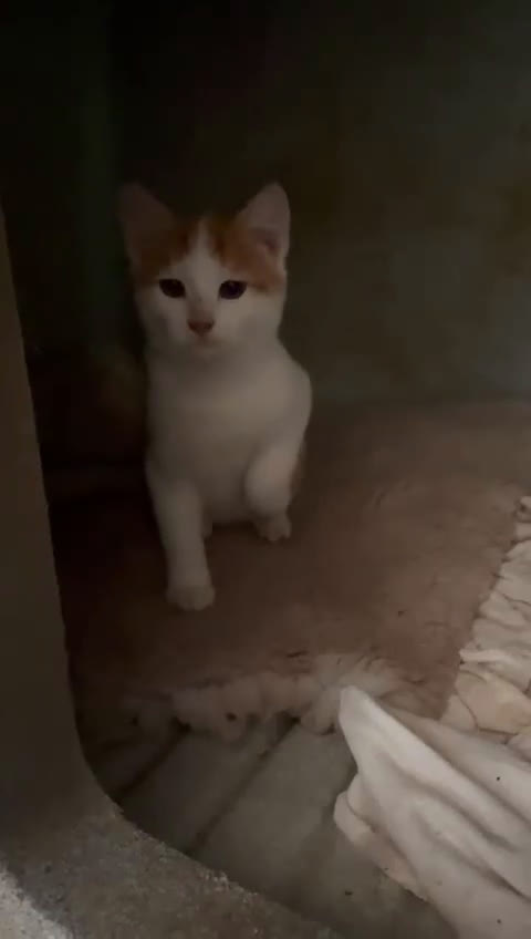 Meticcio gatti in regalo: KANGA e POOH - Video 4