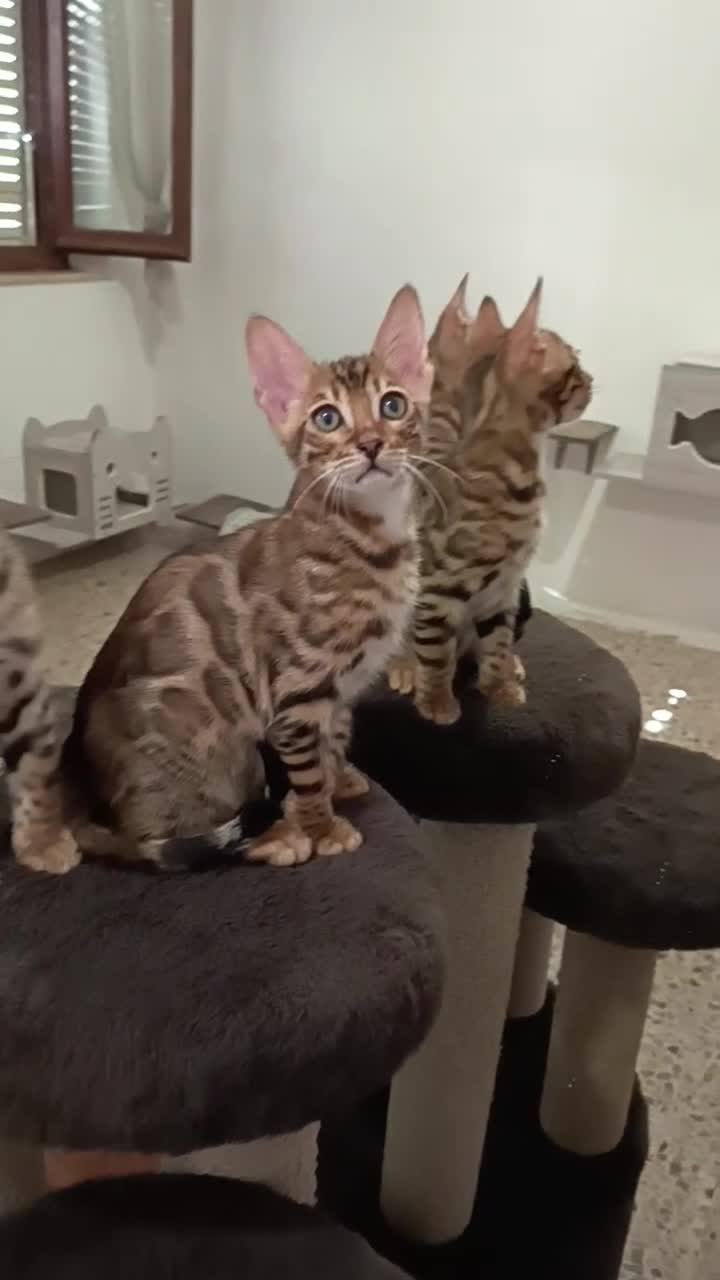 Bengala gatti in vendita: bengalesi  - Video 2