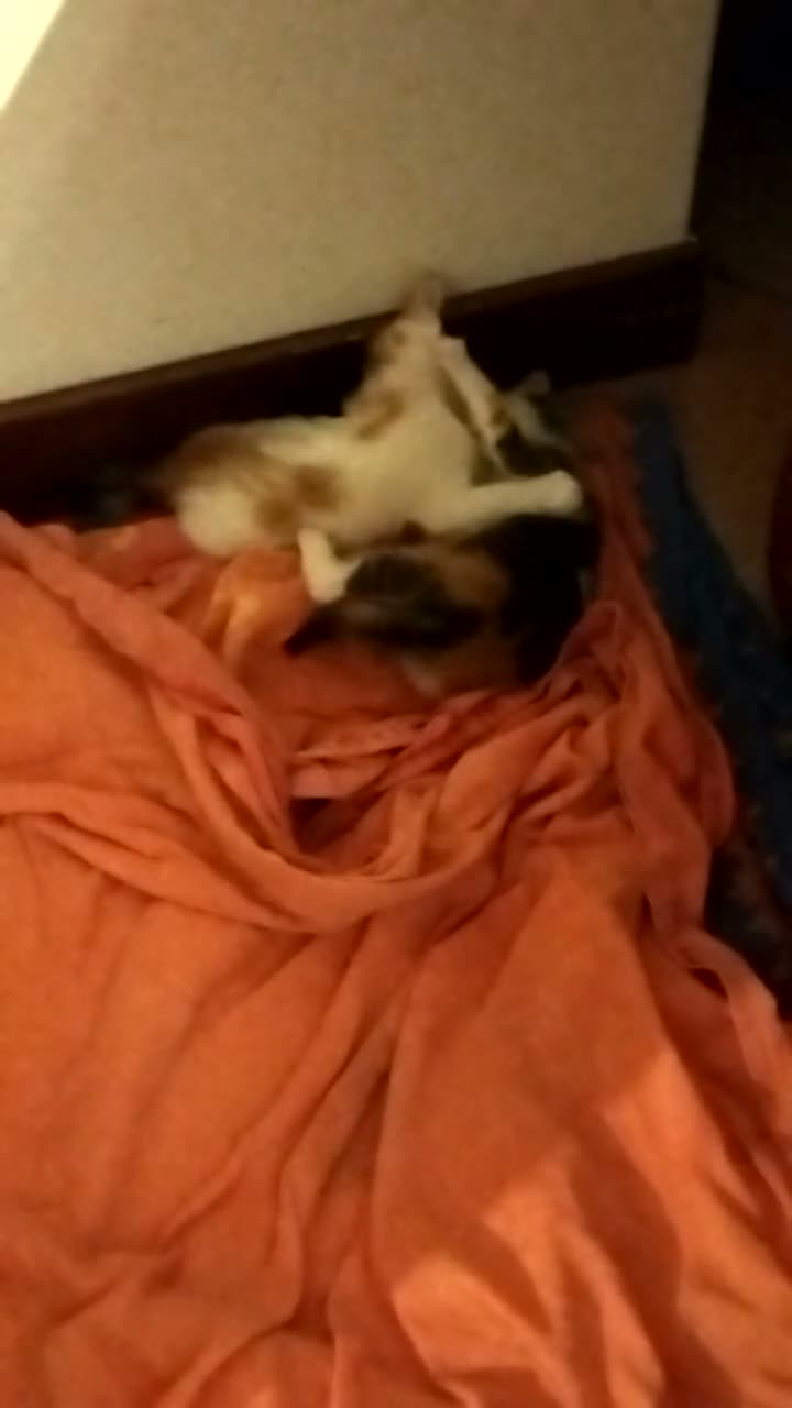 Europeo gatti in regalo: GATTINE 2 MESI - Video 1