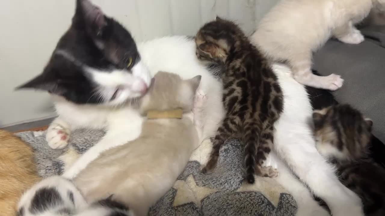 Meticcio gatti in vendita: Millefiori gattini (bengal esotici) - Video 2