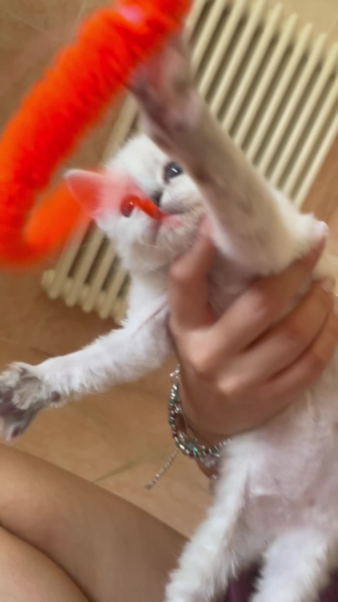 Ragdoll gatti in vendita: Ragdoll maschio - Video 1