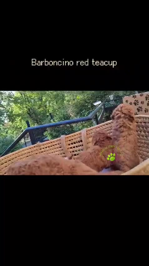 Barboncino Toy cani in vendita: BARBONCINO RED TEACUP - Video 2