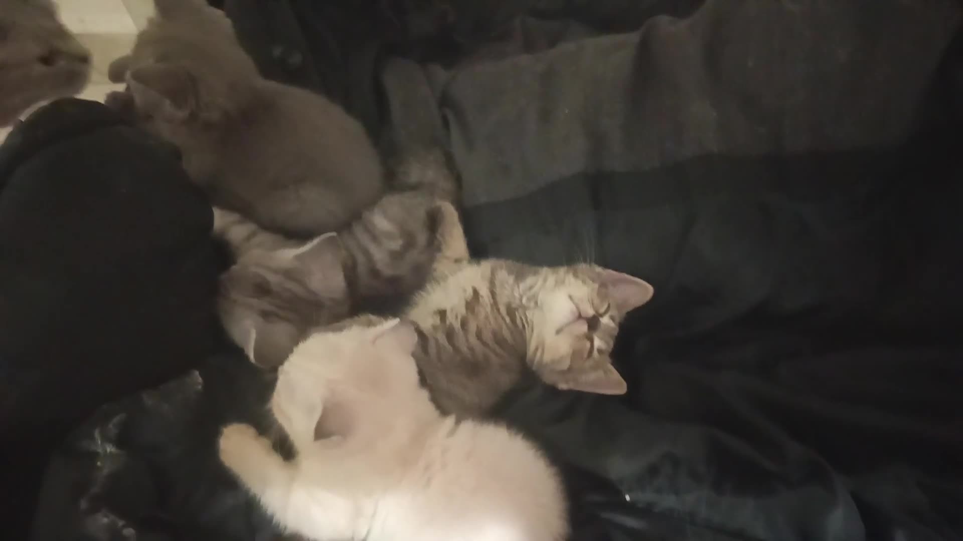 Scottish gatti in vendita: Splendori gattini schottisch Fold è brithish - Video 1