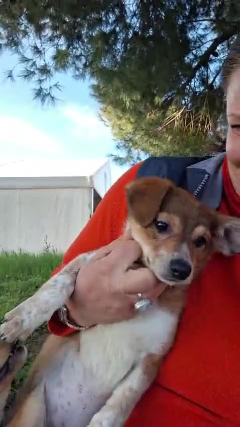 Meticcio cani in regalo: MARILU’🩷-cucciola.Aiutaci a farla uscire dal box? a Città metropolitana di Milano - Video 1